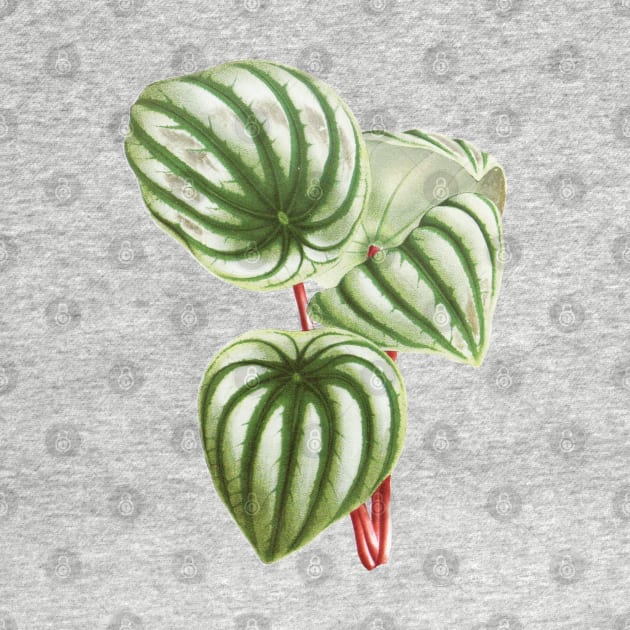 Watermelon Peperomia - Botanical Illustration by chimakingthings